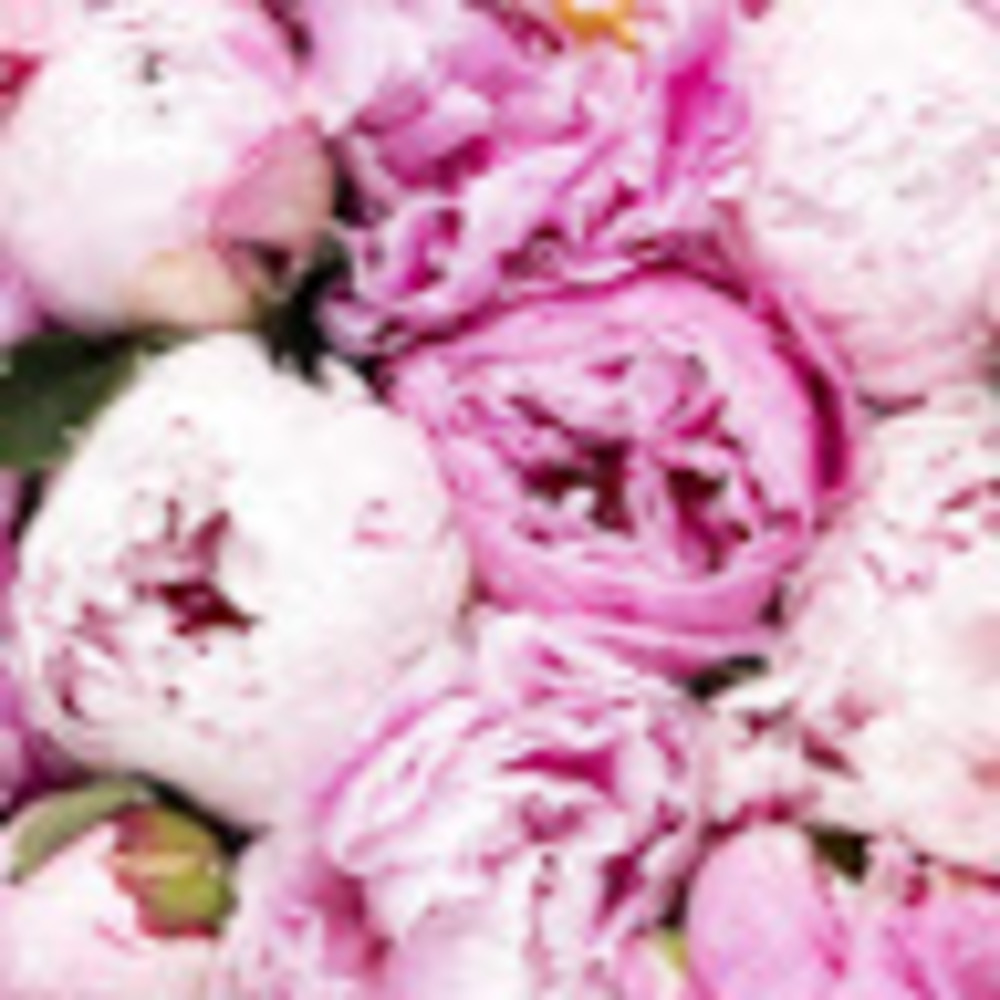 Meet your Posher, Ella